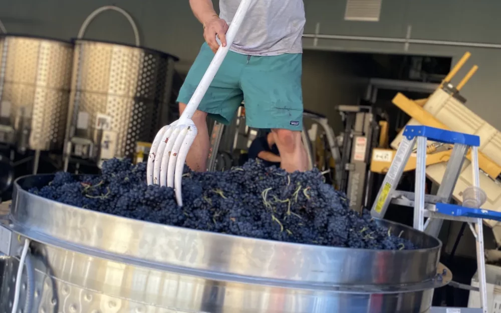 Winemaker standing on grapes at Sugarloaf Wine Co.