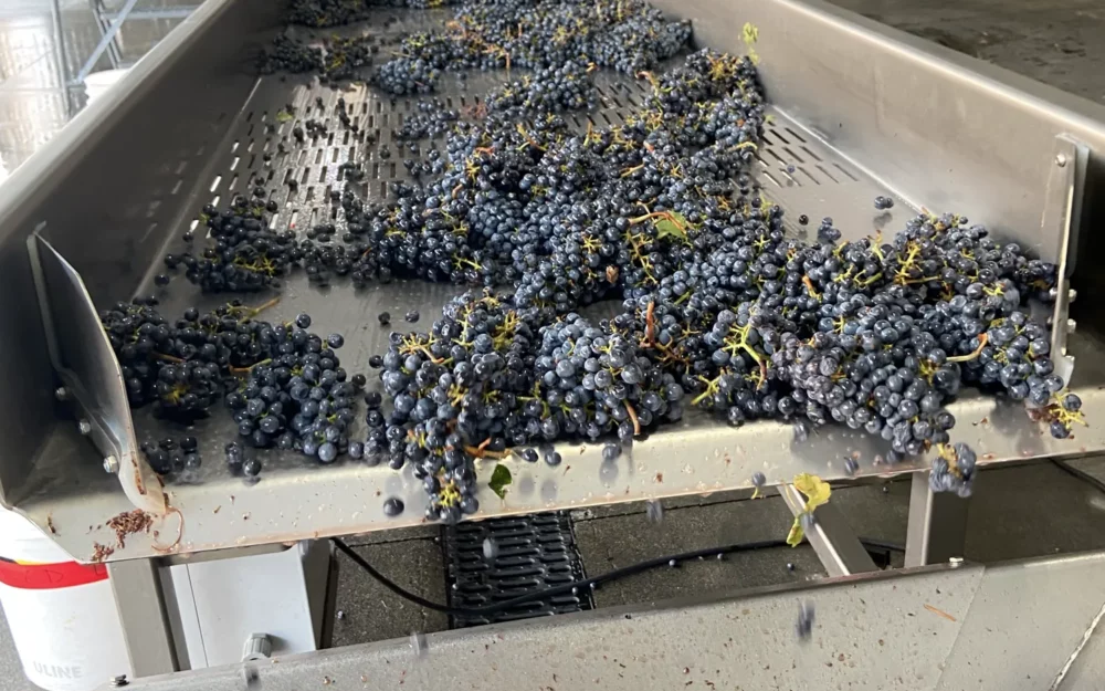 Red grapes on a sorting table for wine production at Sugarloaf Wine Co.