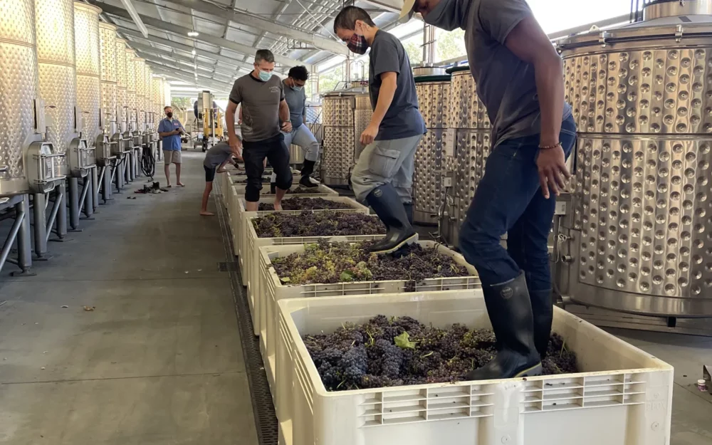 Foot stomping wine grapes during harvest, wine production at Sugarloaf Wine Co.