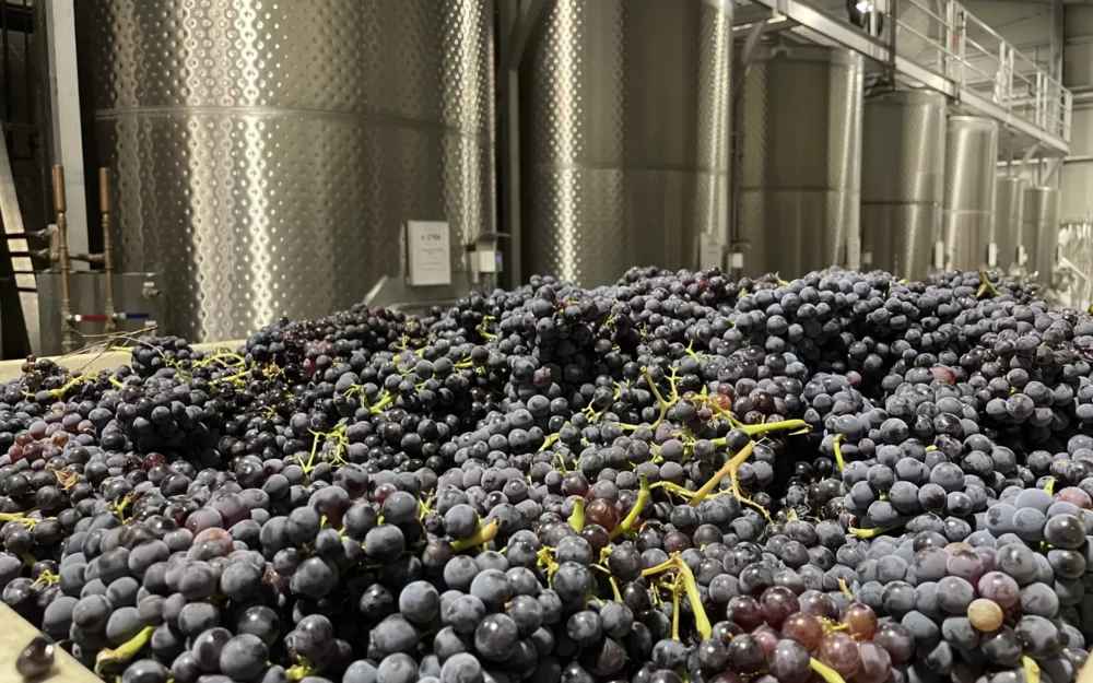 Red wine grapes with stainless steel tanks for wine production at Sugarloaf Wine Co.
